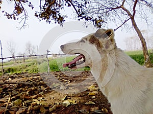 A dog openedÃ¢â¬â¹ its mouth, looking upward under shadow of tree in sunny day